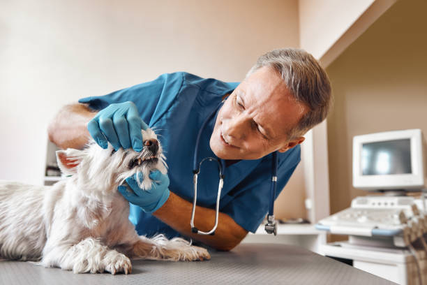 Best After-Hours Emergency Dentist in Fraser, CO